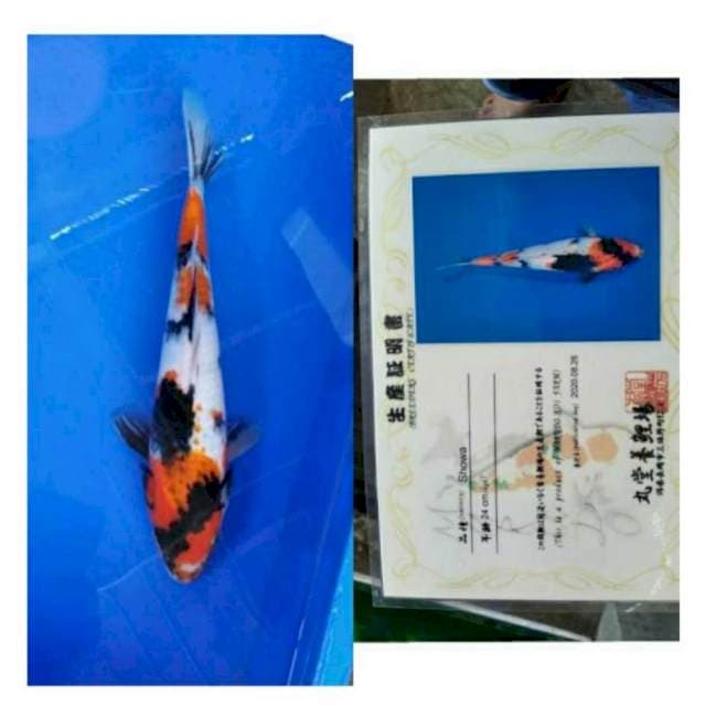 Showa Marudo 30bu