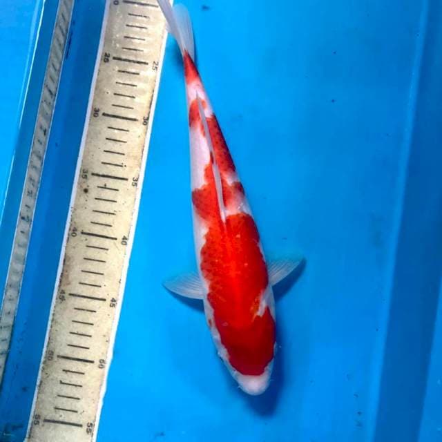 Kohaku, 32 cm