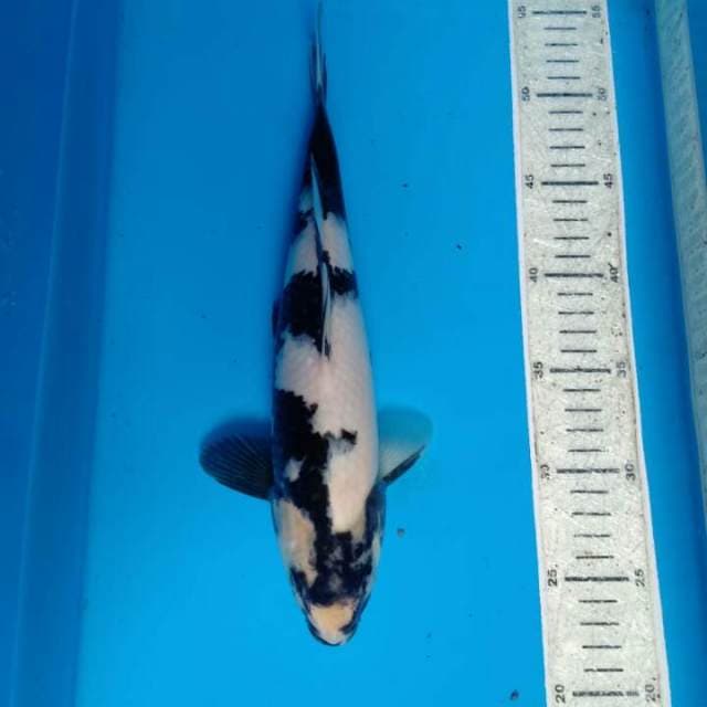 Shiro 31cm