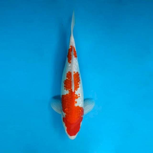 Ginrin Kohaku F1