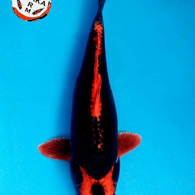 Kabuto Red