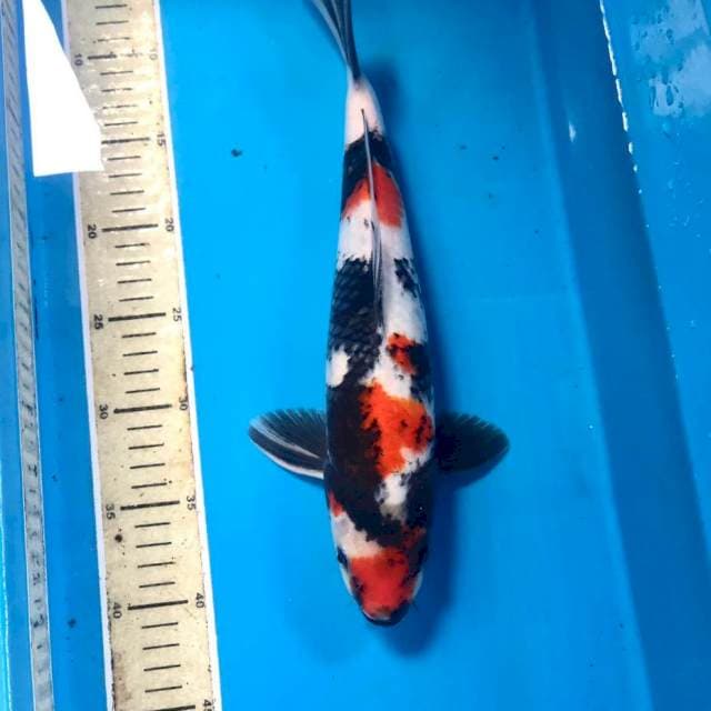 Showa, 35 cm