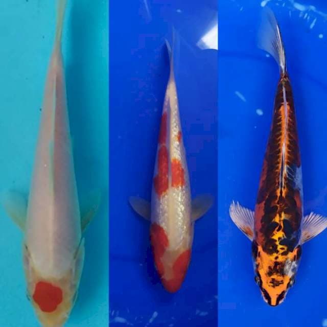 mik 18,25,26 cm
