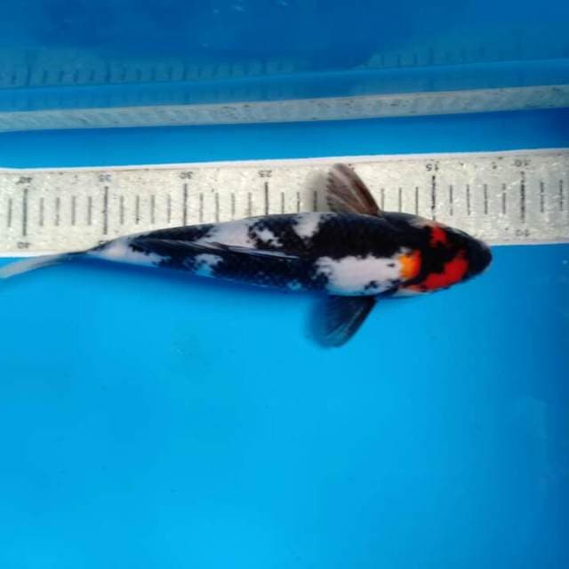 Tancho sowa 28cm