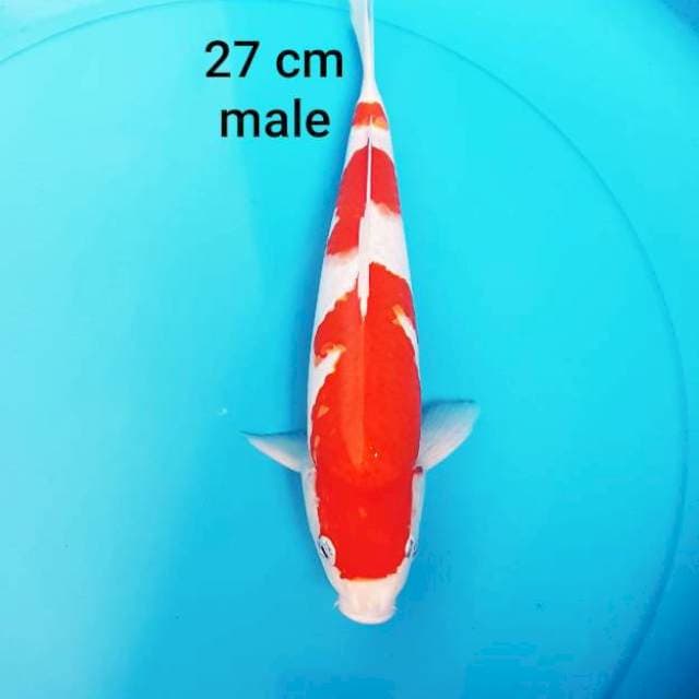 KOHAKU MERAH PEKAT ORI 27