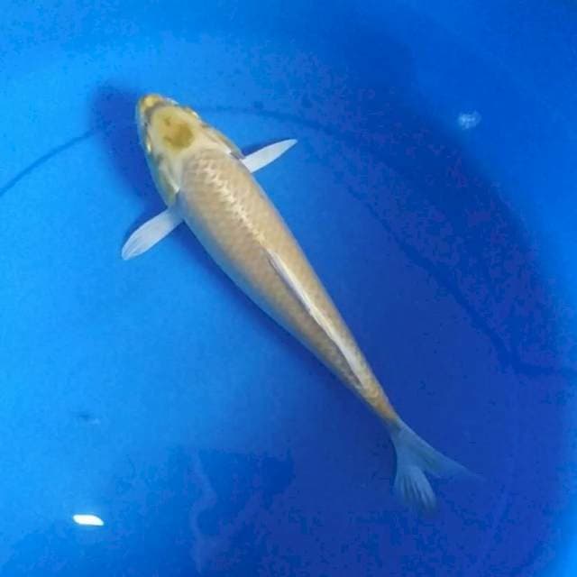 Yamabuki Ogon 30cm