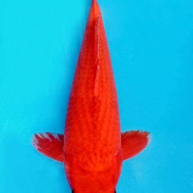 Aka Matsuba