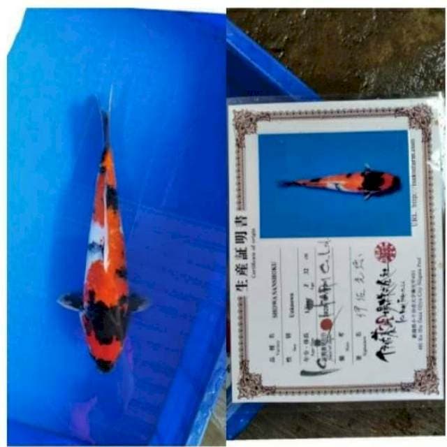Showa Isa Farm 32cm
