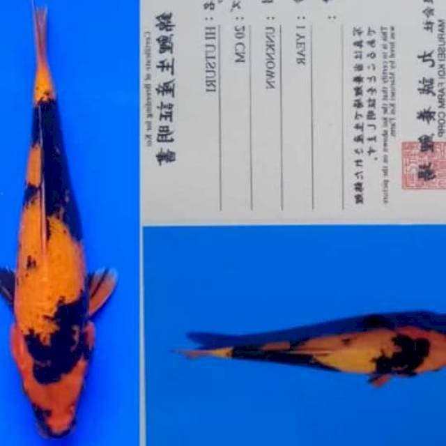 Hi Utsuri 25bu Marusei Koi Farm