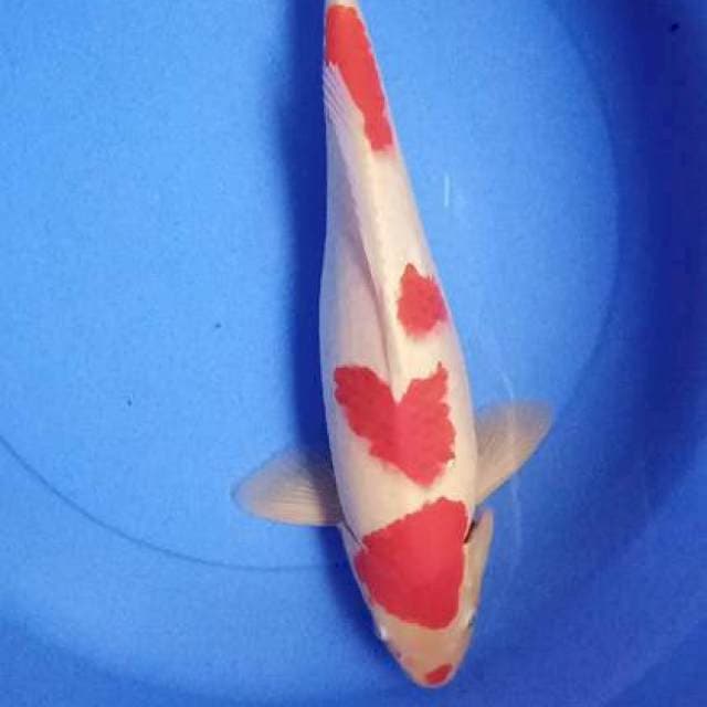 Pejantan red strong 41 cm