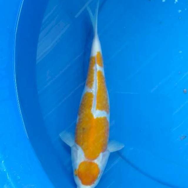 30 cm maruten inazuma