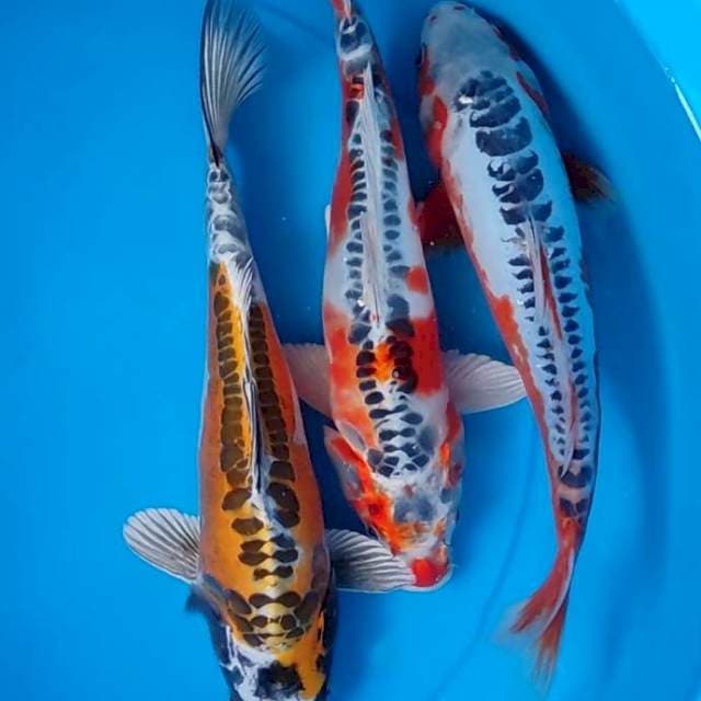 Mix Kikokuryu & Shusui