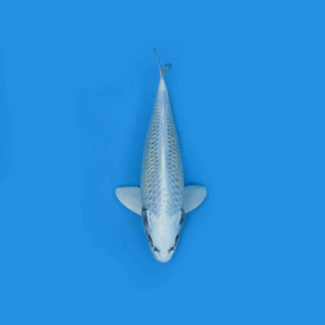 BKS (PLATINUM 37 CM )