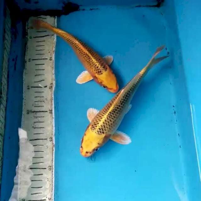 Matsuba 2 ekor 21-23 cm