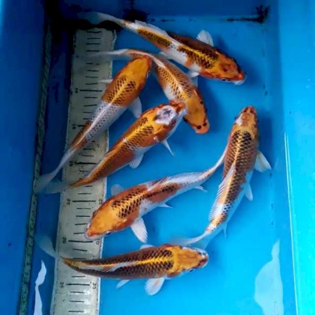 Paket Kujaku 7 ekor 21-24 cm