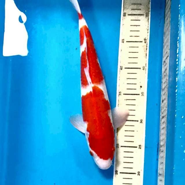 Kohaku, 35 cm