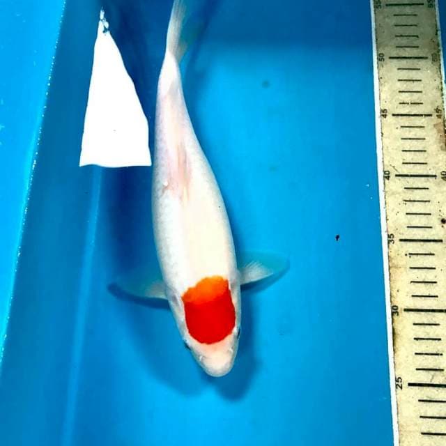 Tancho kohaku, 28 cm