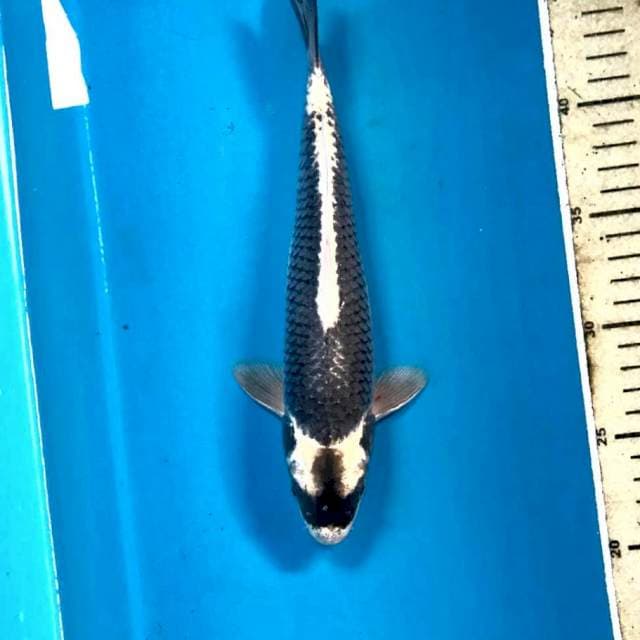 Kabuto, 25 cm