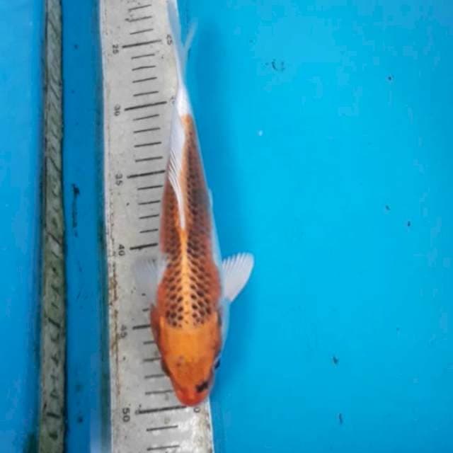 Kujaku 26 cm