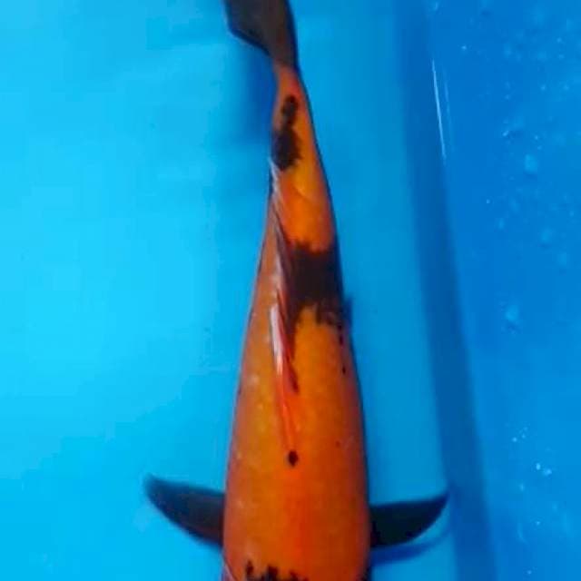 Hi utsuri