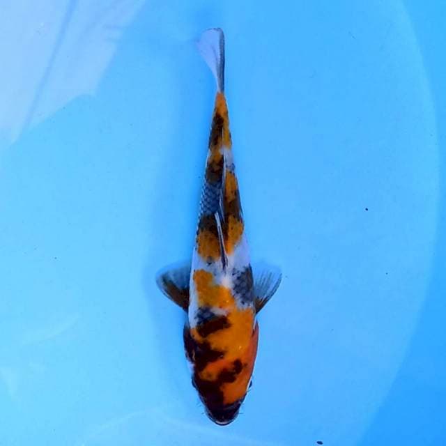 Showa Kamigoi Bloodline 14 cm