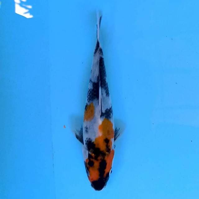 Showa Kamigoi Bloodline 16 cm