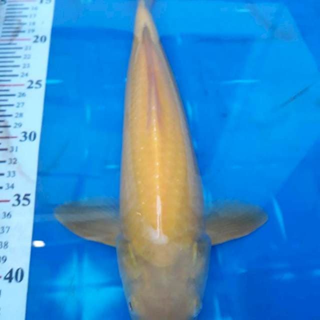 Karasi Mata Merah, Jantan, 35BU