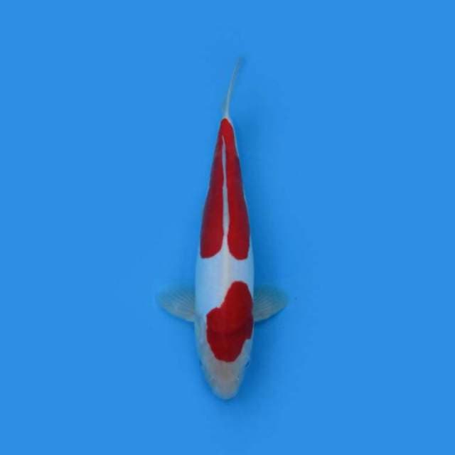 BKS ( KOHAKU DOITSU 34 CM )