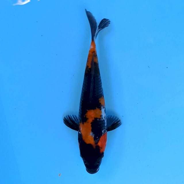 Showa 15 cm