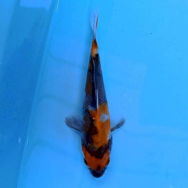 Hi Showa 15 cm