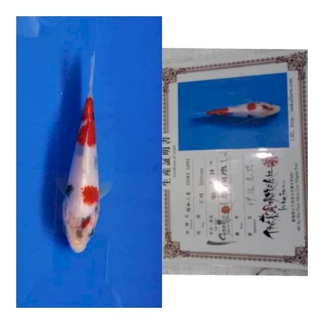 Showa new tosai ISA koi farm