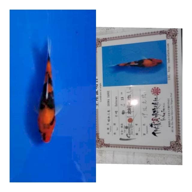 New tosai ISA koi farm
