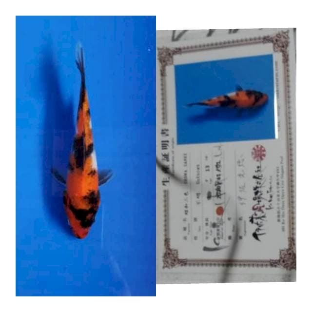 New tosai ISA koi farm