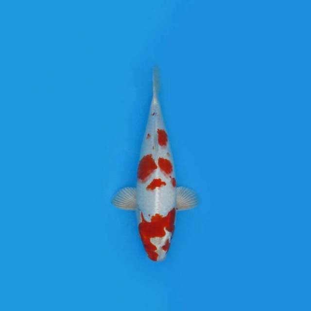 BKS ( KOHAKU FULL HIKARI 29 CM )