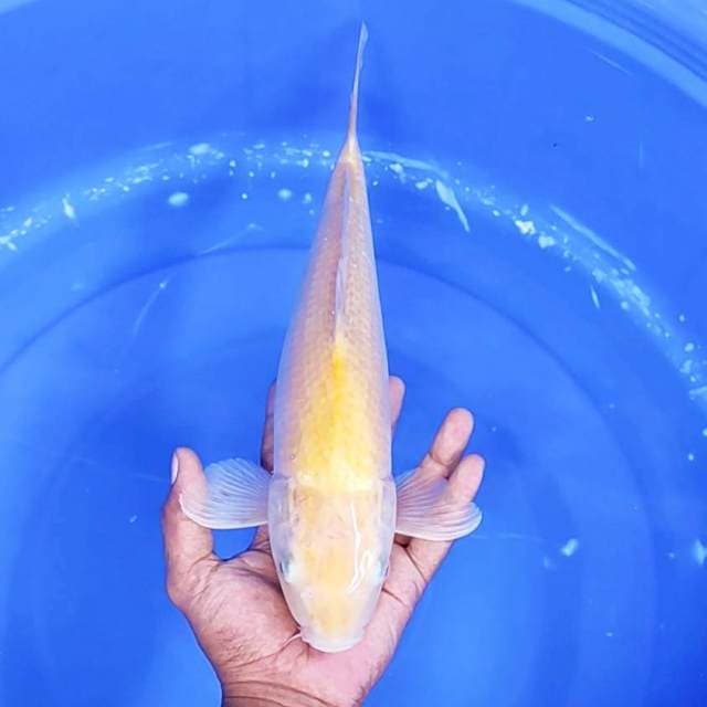 1. Karashi || 38 cm