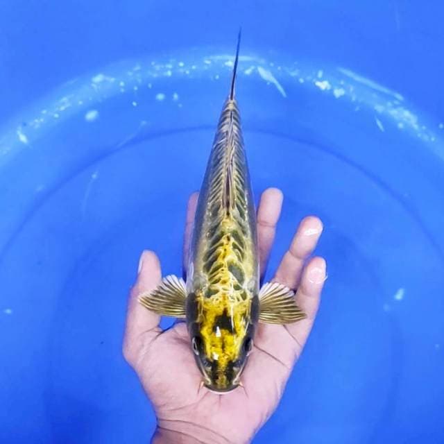 3. Mukasi Doitsu || 28 cm || Jantan