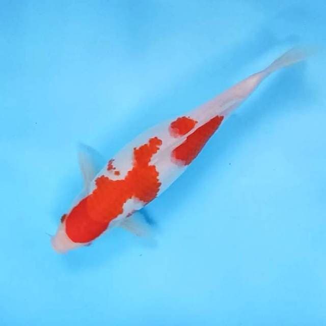 7. Kohaku || 32 cm