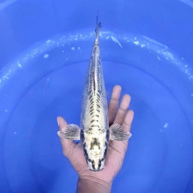 15. Gin Matsuba || 33 cm || Jantan