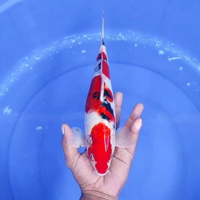 16. Sanke || 30 cm