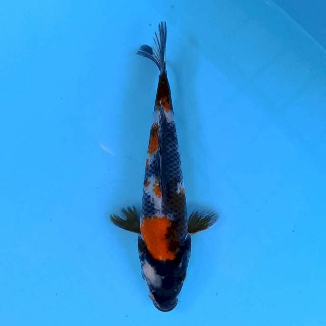 Showa 17 cm