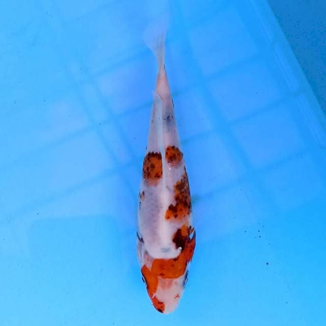 Beni Matsukawabake 17 cm