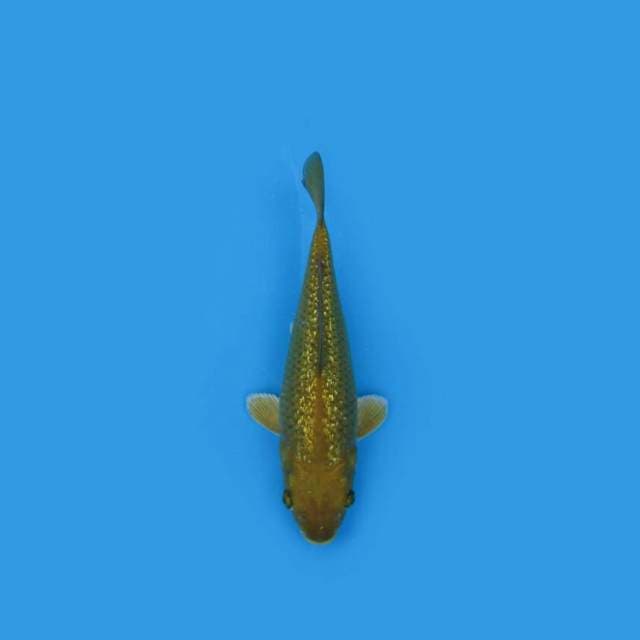 BKS ( CHAGOI GINRIN 20 CM )
