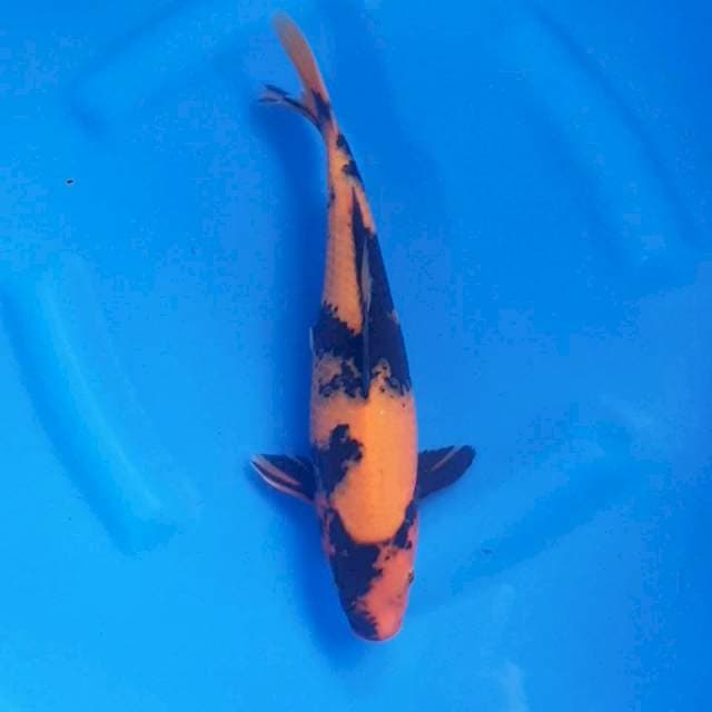 Hiu Female 31