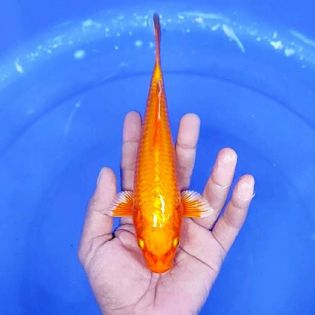 hajiro Hikari / 22cm