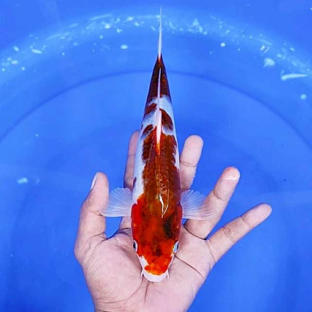 goromo / 26 cm