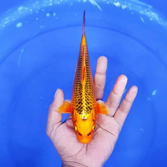 aka madsuba / 22 cm