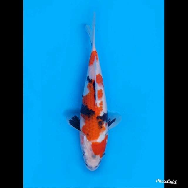 28c male , Tategoi Showa