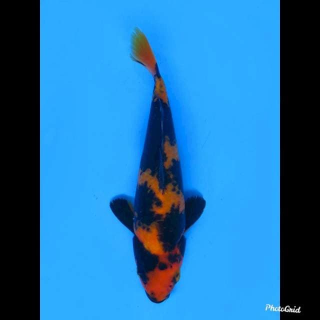 24cm Male , Hi Utsuri Jet Black