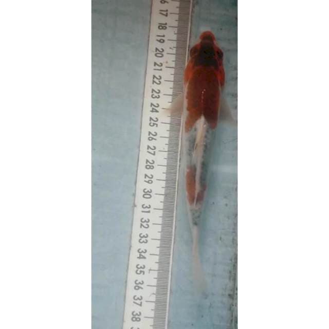 Goshiki 17 cm