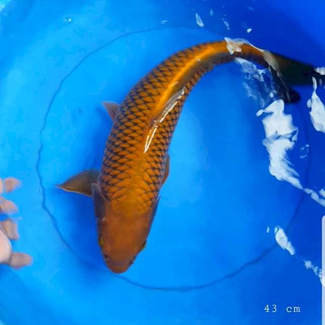 Chagoi tembaga 45 bu